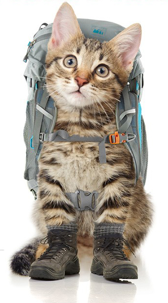 Adventure Kitten april fools