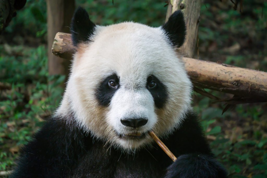 7 Interesting Facts About Pandas - Portable Press