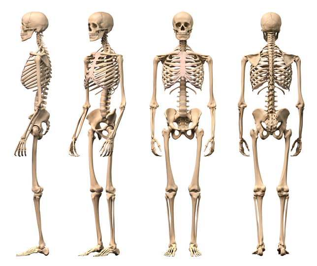 Lesson Explainer: The Axial Skeleton